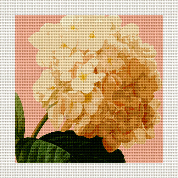 Hydrangea, 5 x 5" Miniature