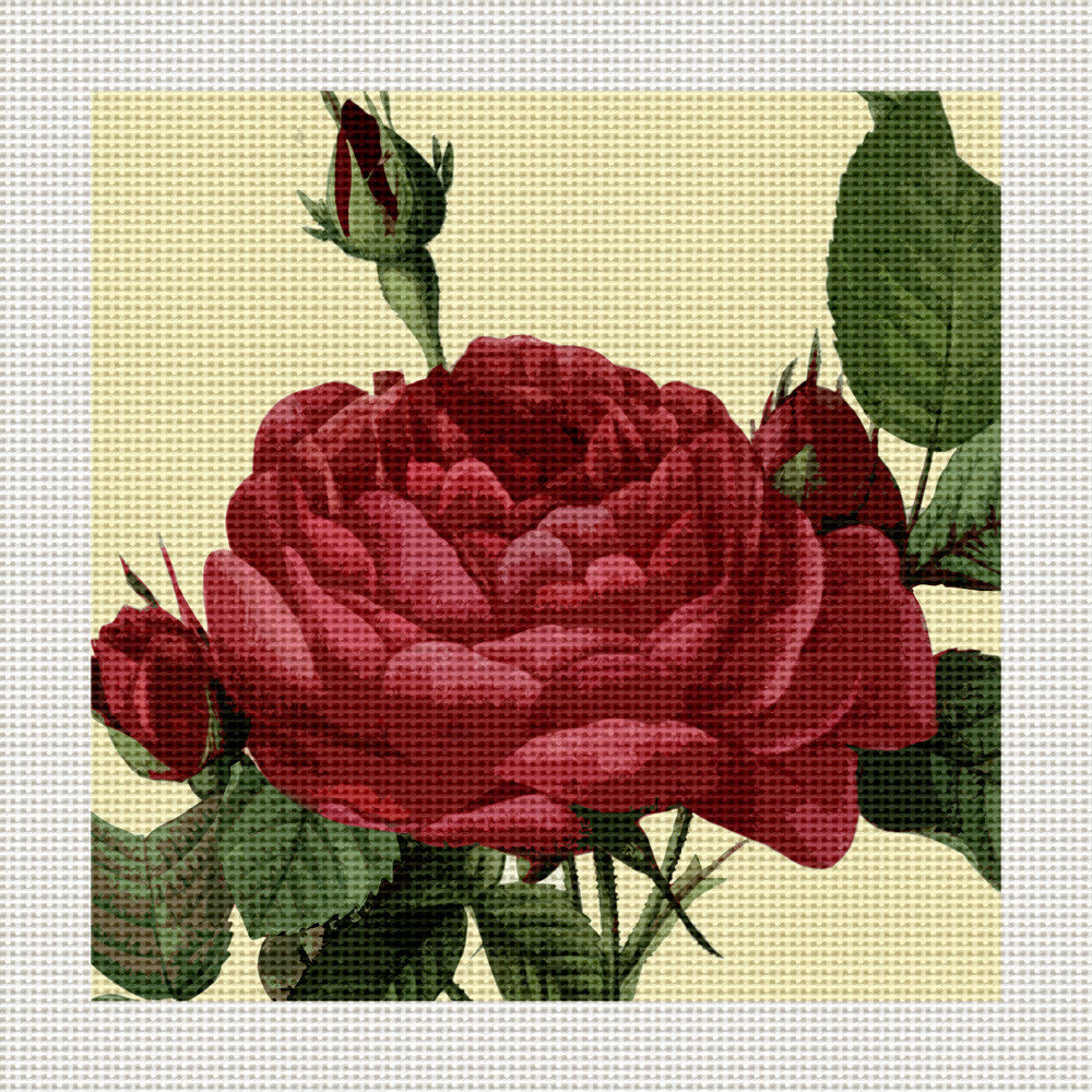 Rosa Gallica Pontianak, 5 x 5" Miniature