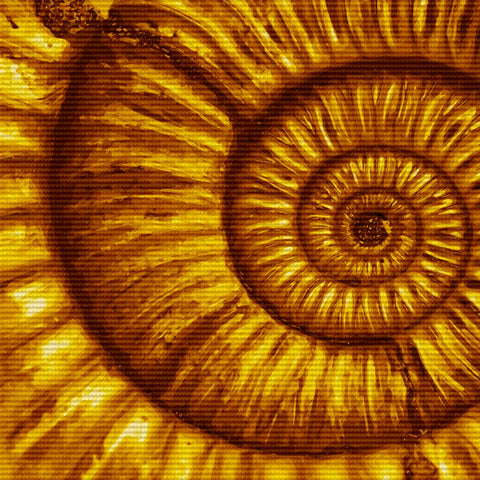 Ammonite Canvas