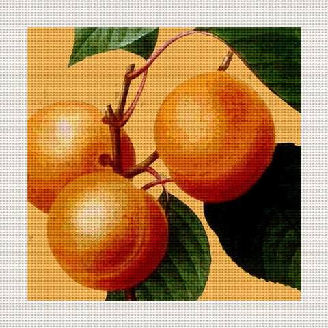 Apricots, 5 x 5" Miniature