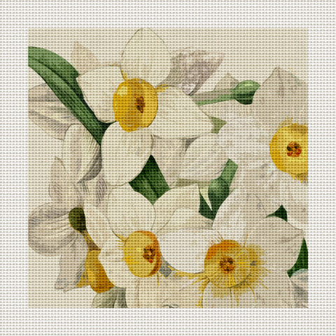 Narcissus, 5 x 5" Miniature